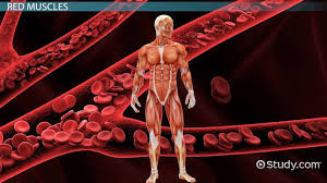 Muscles named by size zygomaticus major zygomaticus minor other examples: Red Muscles Vs White Muscles Video Lesson Transcript Study Com