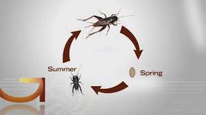 Camel crickets (aka cave crickets) are brown and are nocturnal. Quick Answer How Long Do Crickets Live In A House Broadband Phone