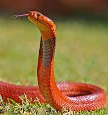 Findinnerpeace Naja Pallida Red Spitting Cobra A Real Beauty Very Small Though Maximum Length Is Approximate Reptile Snakes Colorful Snakes Cobra Snake