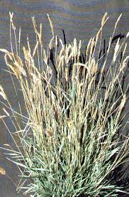 Image result for Eragrostis caespitosa
