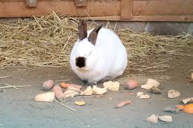 Deine kaninchen sollen frei in der wohnung leben? Kaninchen Und Hasenhaltung Grundlage Der Artgerechten Haltung Selbstversorger De