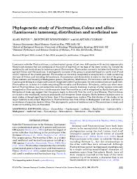 Image result for Coleus calycinus