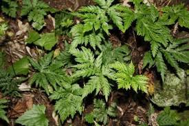 Image result for Cheilanthes botswanae
