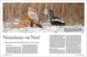 It may be that your chickens are eating them though, so look into it before jumping to conclusions. Skunks Notorious Or Not Skunks Notorious Or Not