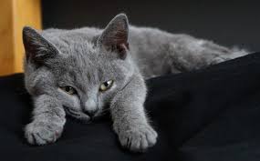 Chartreux Ve Ozellikleri Miyhav Com