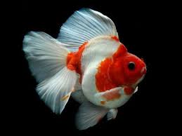If you're looking for free jigsaw puzzles to play, look no further than these five websites. Gold Fish Jigsaw Puzzle