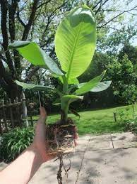 Overdo it and you lose its dramatic form and impact. Banana Tree Greenhouse Michigan Roots Sun Amazon Cheap Banana Tree White Gardens Tree