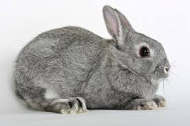 Netherland dwarf rabbit cute babies for sale hit the like button, if you enjoy the video and don't forget to share so others can learn also. Netherland Dwarf Rabbits Usa Rabbit Breeders