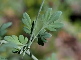 Image result for Xyris capnoides