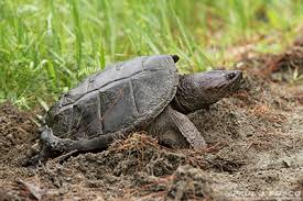 I'd pass on a ma specimen. Common Snapping Turtle