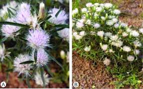 Image result for Dicoma anomala