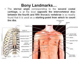 An exception to this rule is those closest to the skin's surface run from the back of the vertebrae to the scapula eg trapezius , rhomboid s, latissimus dorsi , others wrap around the. Surface Anatomy Markings Of The Thorax Ppt Video Online Download