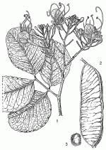 Image result for Intsia