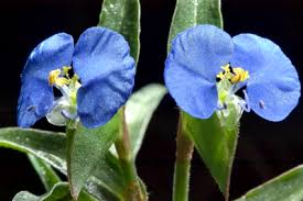 Image result for Commelina schweinfurthii