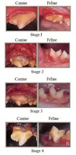 After a cat eats, her digestive system breaks diabetes symptoms in cats. Anesthetic Dental Care For Pets Floridawild Veterinary Hospital Deland