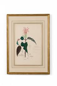 Image result for Monothecium