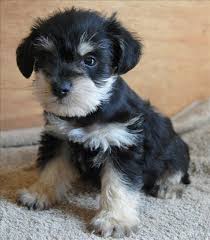 Black And Silver Miniature Schnauzer Miniature Schnauzer Puppy Black And Silver This Is Such A Super Darling Puppy 128153 128062 Schnauzer Puppy Miniature Schnauzer Puppies Schnauzer Dogs