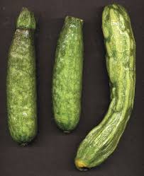 We did not find results for: Zucchini Yellow Mosaic Virus An Overview Sciencedirect Topics