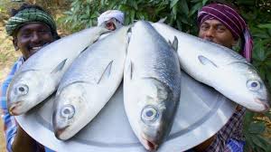 Flipping fish is easier when you have a spatula specifically designed for the task! Giant Fish Fry Villagers Cooking Big Fish Fry In Village Cooking Style Village Food Cooking Youtube