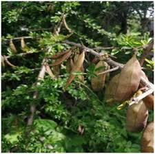 Image result for Rhigozum brevispinosum