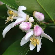 Check spelling or type a new query. Meyer Lemon Tree Nurseries Online