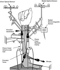 William mackenzie, m.d., attending, pediatric orthopaedic surgery. Biomechanical Evaluation Of Distal Radioulnar Joint Instability And Adams Procedure Journal Of Hand Surgery