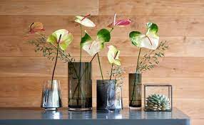 Tanaman hias bunga indoor dan outdoor. 11 Jenis Tanaman Hias Bunga Cantik Untuk Indoor Dan Outdoor