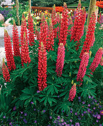 Its shorter stature (12) makes it suitable for the front of a border, or as a groundcover. 10 Perennials Easily Grown From Seed Finegardening