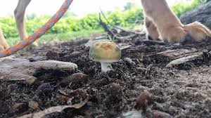 Now a day mushroom poisoning have become a most important problem in diverseregion of india with a greater extent in different location ofassam.a descriptive study of mushroom poisoning caseswas conducted in different location of lakhimpur district of assam from 2011 onwards. Backyard Mushrooms That Can Be Poisonous To Dogs My Brown Newfies
