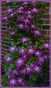 Maybe you would like to learn more about one of these? 190 Michigan Landscaping Ideas Michigan Landscaping Plants Planting Flowers