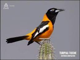 Cens Con Un Canto Muy Singular Y Sus Colores Amarillo Y
