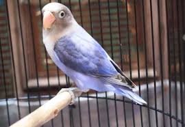 We did not find results for: Daftar Harga Lovebird Berbagai Jenis Desember 2017 Gemar Ternak Dan Kicau Burung