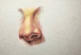 Nose Drawing In Pastel Pencil Lineke Lijn Nose Drawing Colour Pencil Shading Pastel Pencils