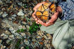 Los Santuarios De La Mariposa Monarca Mexico