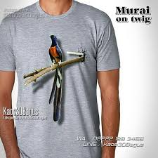 Cara membedakan burung branjangan jantan dan betina. Kaos Burung Kaos Kicau Mania Kaos 3d Burung Kicau