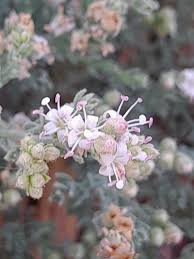 Image result for Cressa cretica