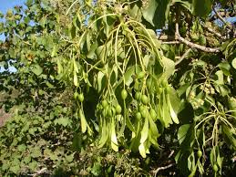 Image result for Gyrocarpus