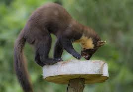 Image result for kuna lesní obrázky