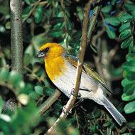 Crengile sale aduc aminte de cozile de maimuta, fiind un copac cultivat des in toata lumea. 200 De Specii De Pasari Pe Cale De Disparitie Ecomagazin Ro