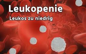 Plt oder trho sind die abkürzungen für thrombozyten. á Laborwerte Blutwerte Blutbild Und Befunde Richtig Verstehen