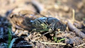 ✓ free for commercial use ✓ high quality images. Wild Ideas Bug Music Cicadas Wildideas Rappnews Com