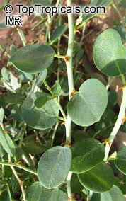Image result for Capparis cartilaginea