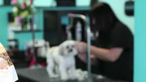 Or enter your zip code at the top of this page. Best 29 Mobile Pet Grooming In Palm Coast Fl With Reviews Yp Com
