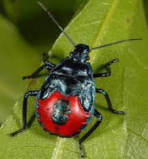 Stink bugs are also true bugs, and can usually be recognized by their characteristic shape. Florida Predatory Stink Bug Euthyrhynchus Floridanus Linnaeus
