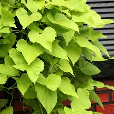 Image result for Ipomoea vernalis