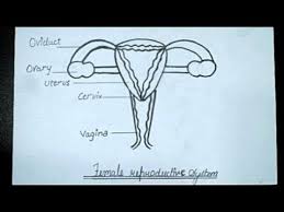 Reproductive system of human female (side view). Female Reproductive System Diagram How To Draw Female Reproductive System Biology Class 10 Youtube