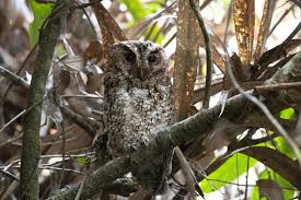 Tikus binatang yang haram dimakan binatang yang diperintahkan untuk dibunuh : Hilang 129 Tahun Burung Hantu Kalimantan Super Langka Ditemukan Kumparan Com