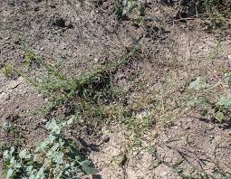 Image result for Moorochloa eruciformis