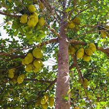 Jackfruit tree info from the family moraceae and related to the breadfruit, growing jackfruit trees (artocarpus heterophyllus) can attain heights of 80 feet with a. Jackfruit Trees For Sale Fastgrowingtrees Com