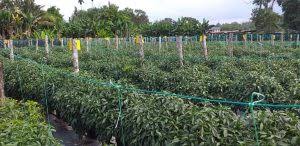 Berkebun ni akan jadi mudah bila kena caranya. Dari Dunia Politik Ke Dunia Pertanian The Malaya Post